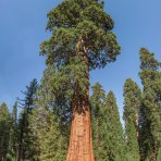 Sekvojovec mamutí (Sequoiadendron giganteum) ´HEALTHY MAMMOTH´ - výška 60-80 cm, kont. C10L